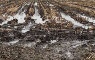 Vlaamse akkerbouwers vrezen voor zware oogstverliezen