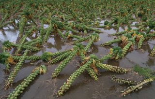 Waterlast Vlaanderen houdt aan, onvoldoende aanvoer groenteverwerkers