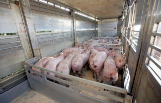 Toezicht NVWA zorgt voor oponthoud bij lossen varkens