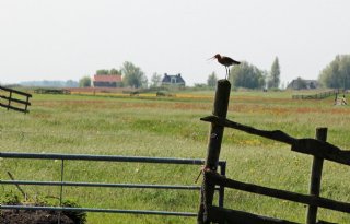 Rookgassen uit Friese energiecentrale hebben geen invloed op landbouwproductie
