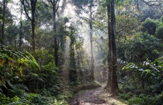 Brazilië wil 60 procent meer landbouwgrond zonder bomen te kappen