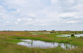 Friesland volgt Gelderland en schiet geld agrarisch natuurbeheer voor