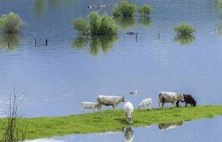 Belgen vrezen problemen diergezondheid na wateroverlast