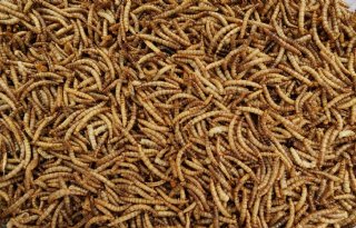 In Spanje komt grootste meelwormenfabriek ter wereld