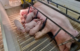 Luchtwegziekten bij varkens raak je niet zomaar kwijt
