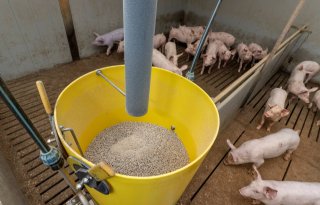 Goed bereikbaar voer houdt varkens gezond