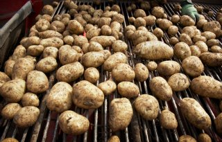 Duitsers gefascineerd door Nederlandse Aardappelpilot