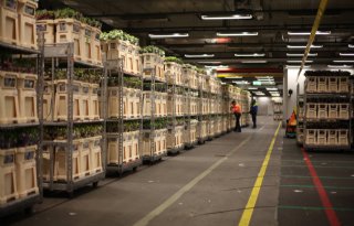 Bloemenbranche in onzekerheid over nieuwe inspecties Verenigd Koninkrijk
