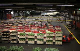 Sierteelt wil meer inzetten op groene middelen, maar dat is lastig