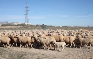 Innovatieve Spaanse boer levert de hele wereld smakelijk lamsvlees