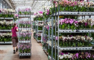 Orchideeënkwekers Ter Laak Orchids en Orchios fuseren