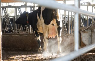 Melkveehouderij 5 procent boven fosfaatplafond