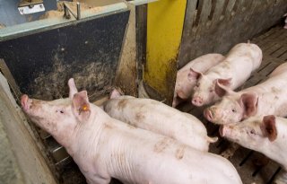 Magervleespercentage Belgisch varken is in 2024 2 procent lager