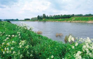 Rijkswaterstaat werkt aan ecologische herstelplannen in Limburg