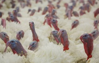 Opnieuw vogelgriepbesmetting in West-Vlaanderen