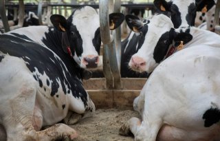 Aantal koeien in Duitsland neemt af met 2,5 procent