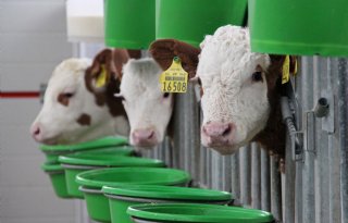 Petitie 'Stop transport piepjonge dieren' haalt bijna 70.000 handtekeningen op