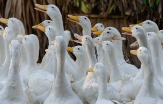 Vogelgriep bij gevaccineerd eendenbedrijf in Frankrijk
