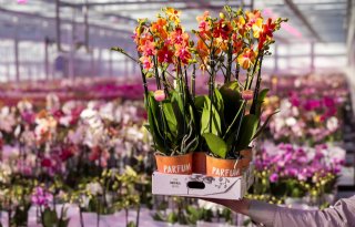 Royal FloraHolland stimuleert duurzaam verpakken