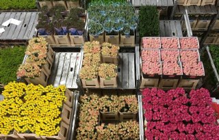 Bloemen- en plantenexport groeit stevig in eerste kwartaal