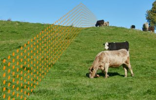 Virtuele afrastering stuurt de koe naar beste gras