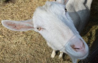 IJs van Happy Goats Goodness is het biologische product van 2024