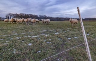 Nieuwe subsidieregelingen om wolf te weren in Utrecht