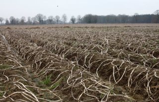 5 tot 8 procent van de Belgische aardappelen blijft in de grond zitten