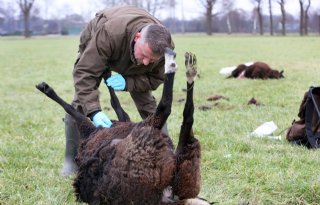 Interprovinciaal wolvenplan lekt uit, schapensector is kritisch