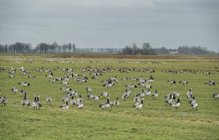 Kosten rijzen de pan uit, nieuw faunabeheerbeleid hoognodig