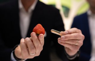 'Aardbeien uit zaad zijn grote stap in duurzame teelt'