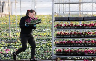 Sierteeltexport groeit 3 procent