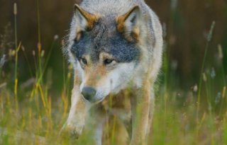 Gelderland raadpleegt wolvendeskundige over gedrag niet-schuwe wolf