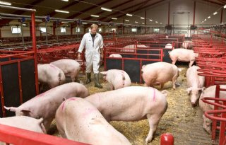 Aantal PRRS-vrije varkenshouderijen in Denemarken groeit