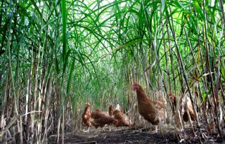 Verdienmodel voor duurzame intiatieven boeren en tuinders