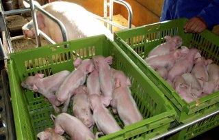 Onlinetool geeft inzicht in arbeidsefficiëntie op varkensbedrijf