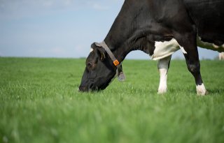 Sensoren maken van alles duidelijk over welzijn van de koe
