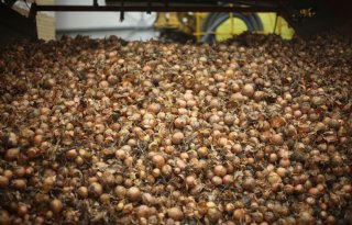 West-Afrika jaagt Nederlandse uienexport aan