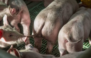 Vakman handelt naar signaal varkensstaart