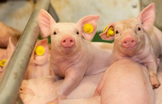 Nieuwe voerlijn ForFarmers moet streptokokken bij varkens beheersen