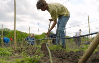 Utrecht helpt boeren met agroforestry