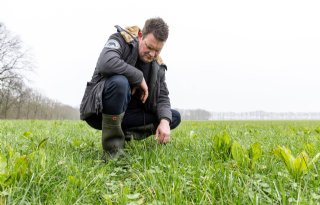 'Kruidenrijk grasland geeft meer opbrengst bij minder kunstmest'