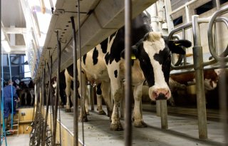 Dag+zonder+stroom+ramp+voor+veehouderij