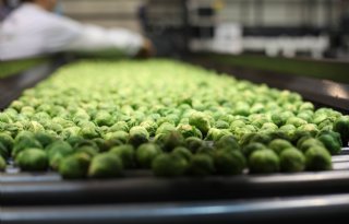 Kleinere oogst stuwt prijzen Belgische industriegroenten omhoog