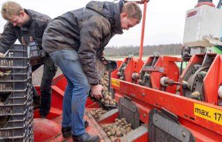 Groningse aardappelteler brengt eerste Frieslanders in de grond