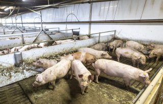 Consumenten gevoeliger voor dierenwelzijn dan klimaat