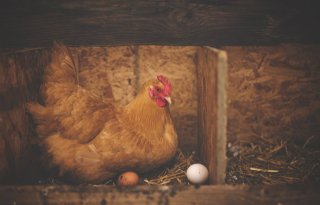 Advies: wissel hobbykipei af met ei uit supermarkt vanwege PFAS