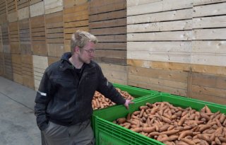 Flevolandse akkerbouwer pioniert met zoete aardappelen