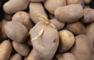 PCA: kieming in aardappelbewaring komt op gang