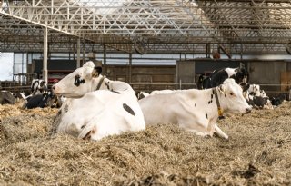 ZuivelNL en Dierenbescherming maken routekaart naar dierwaardige melkveehouderij